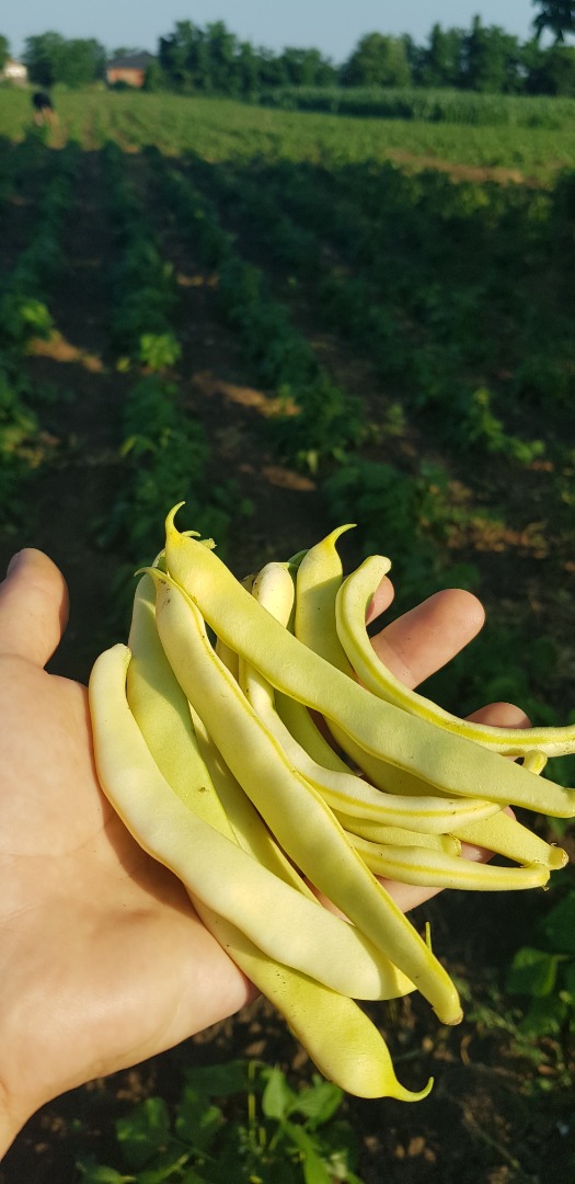 Vendo judías verdes del 30 de junio al 15 de julio
