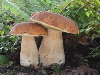 Hongos de la especie Boletus Edulis Cortados en mitades