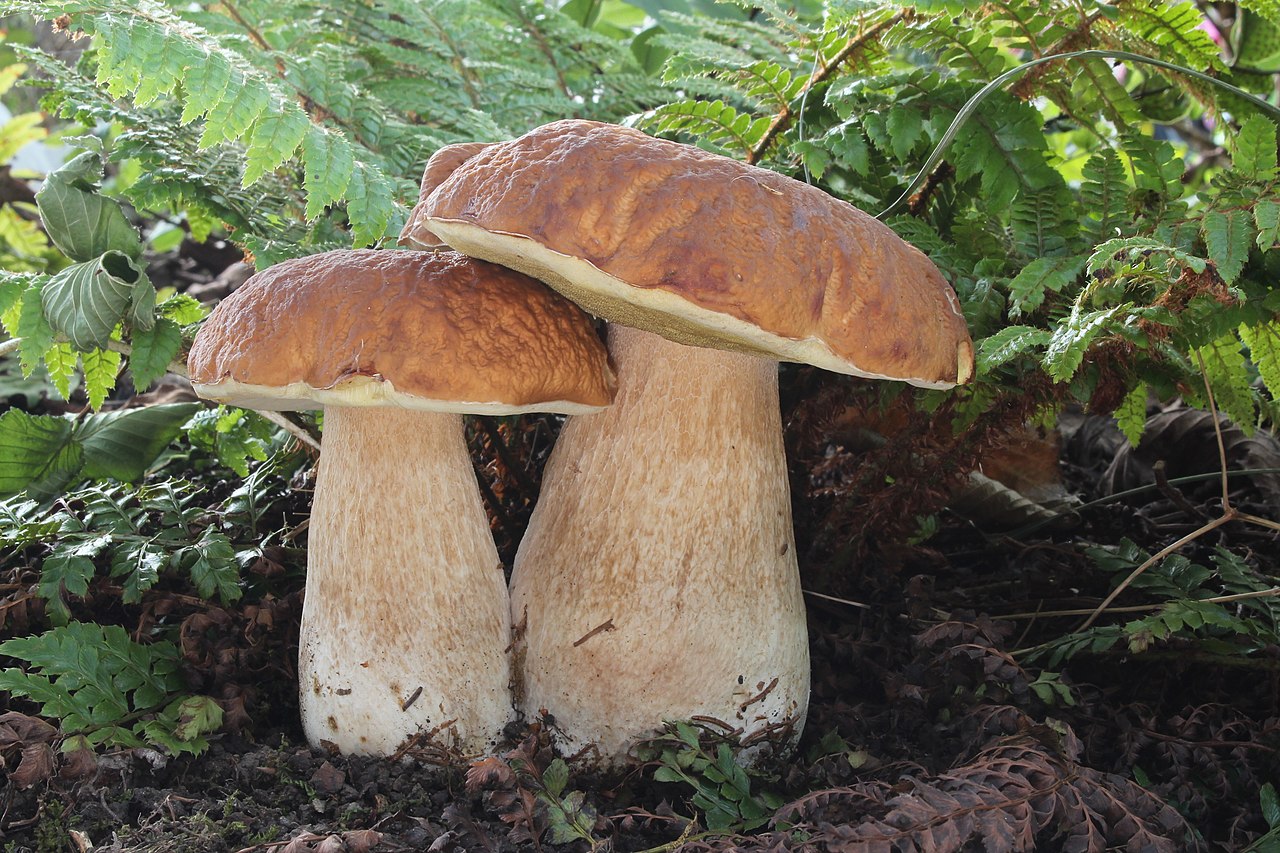 Hongos de la especie Boletus Edulis Cortados en mitades o cuartos Mezcla de patas y sombreros Sin olores ni cuerpos extraños Envasados en bolsas de polietileno