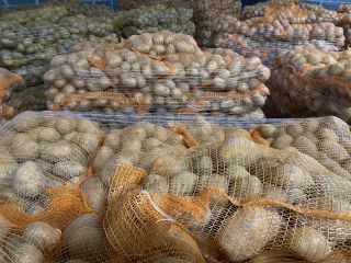 Tenemos 10.000 toneladas de patatas desde septiembre. Vineta y