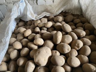 Tenemos 10.000 toneladas de patatas disponibles desde septiembre. Diferentes
