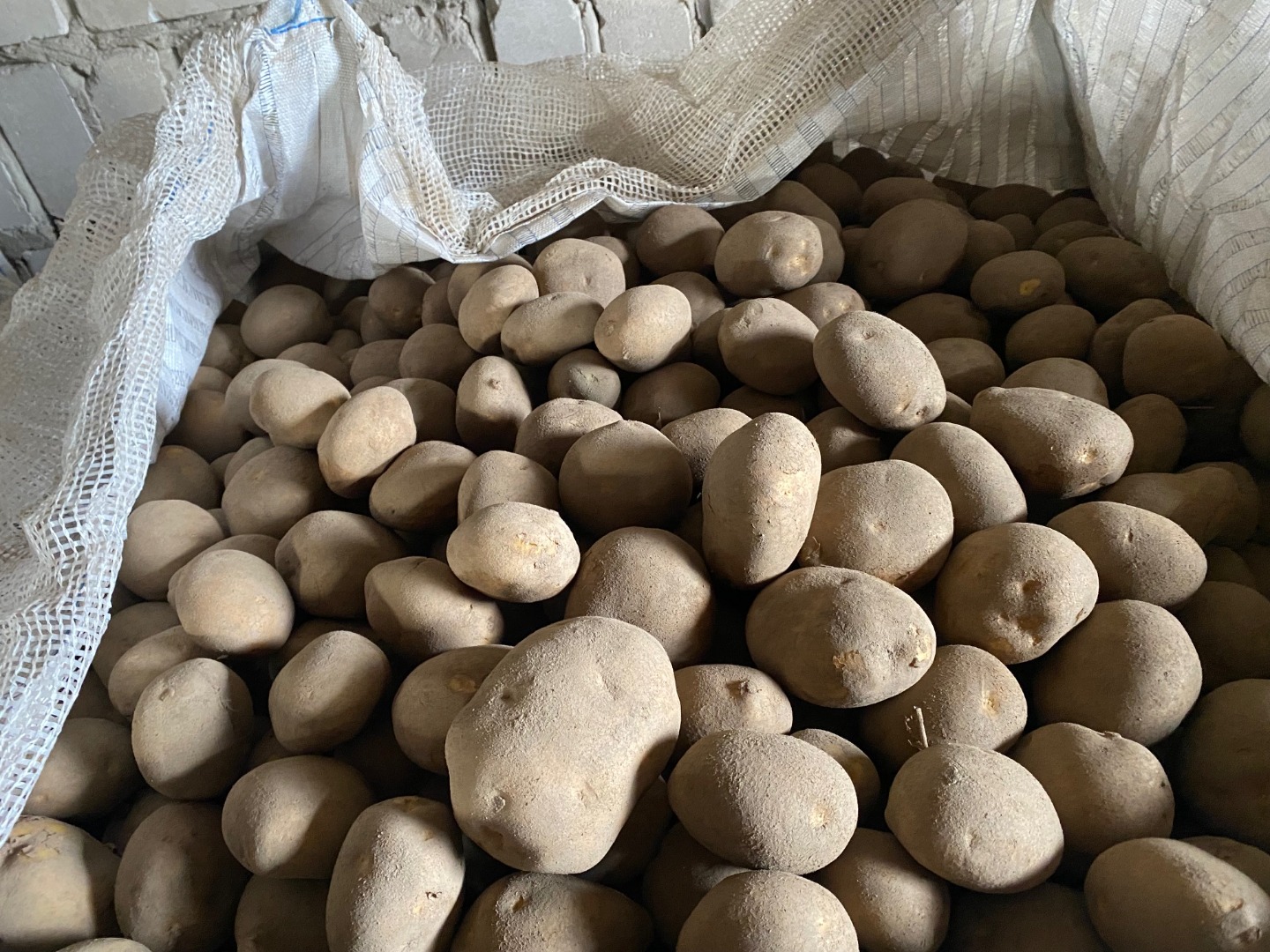 Tenemos 10.000 toneladas de patatas disponibles desde septiembre