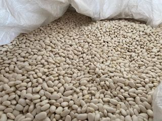 Ofrecemos frijoles de muy buena calidad: Jaś pytic, 100-140