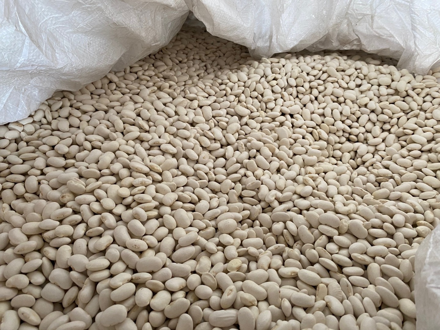 Ofrecemos frijoles de muy buena calidad: Jaś pytic, 100-140 frijoles por 100 gramos, contenido de humedad hasta 16 %, también tenemos frijoles Aura 180-220