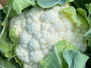 Hacemos coliflores en temporada Calibre 6/8 corteza, plástico, cantidades