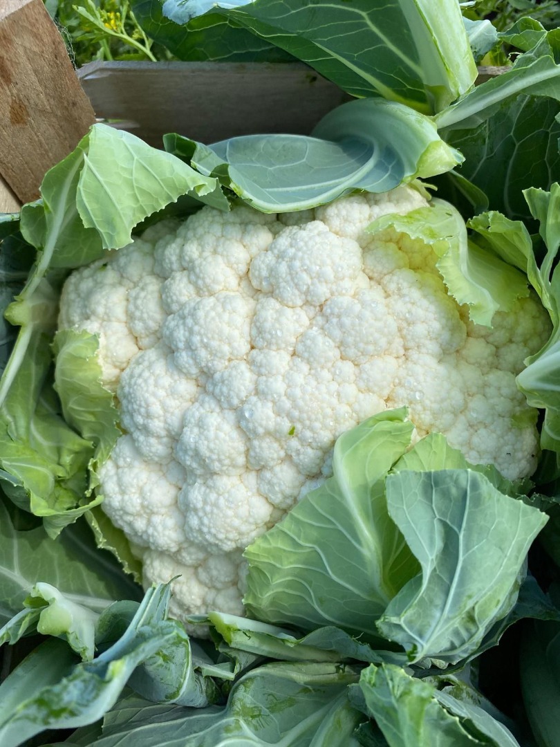 Hacemos coliflores en temporada Calibre 6/8 corteza, plástico, cantidades camión Global GRASP, refrigerado ADveg