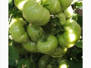 Tomates rosados muy sabrosos / tomates bistec. Producción propia