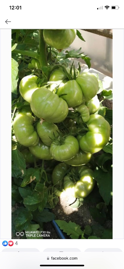 Tomates rosados muy sabrosos / tomates bistec