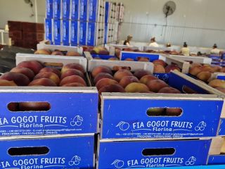 Comienza la temporada de nectarinas con frutas frescas y