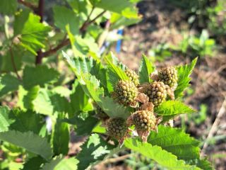 Moras orgánicas RUMANIA - plantación de 1 ha en