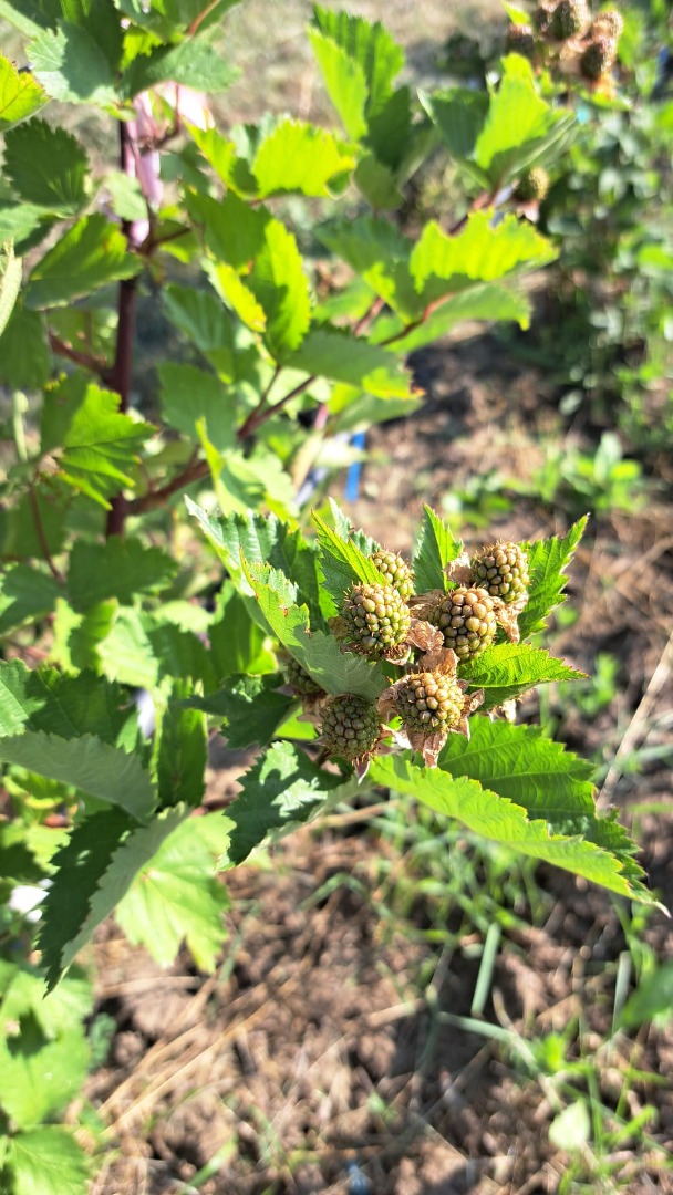 Moras orgánicas RUMANIA - plantación de 1 ha en el condado de Vaslui, pero puedo asegurar la entrega incluso en Bucarest-Ilfov