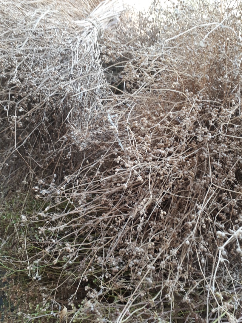grano de cilantro eco para la venta