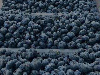Venderé arándanos americanos, el precio a convenir depende del