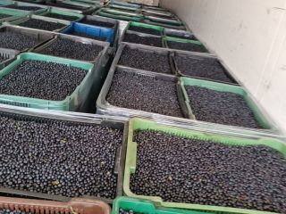 Tengo grandes cantidades a la venta: hasta 20 toneladas