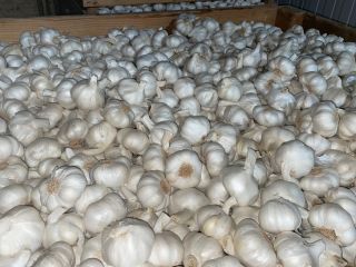 Disponemos de: -Ajo Violeta y Ajo blanco (cepillado,pelado a