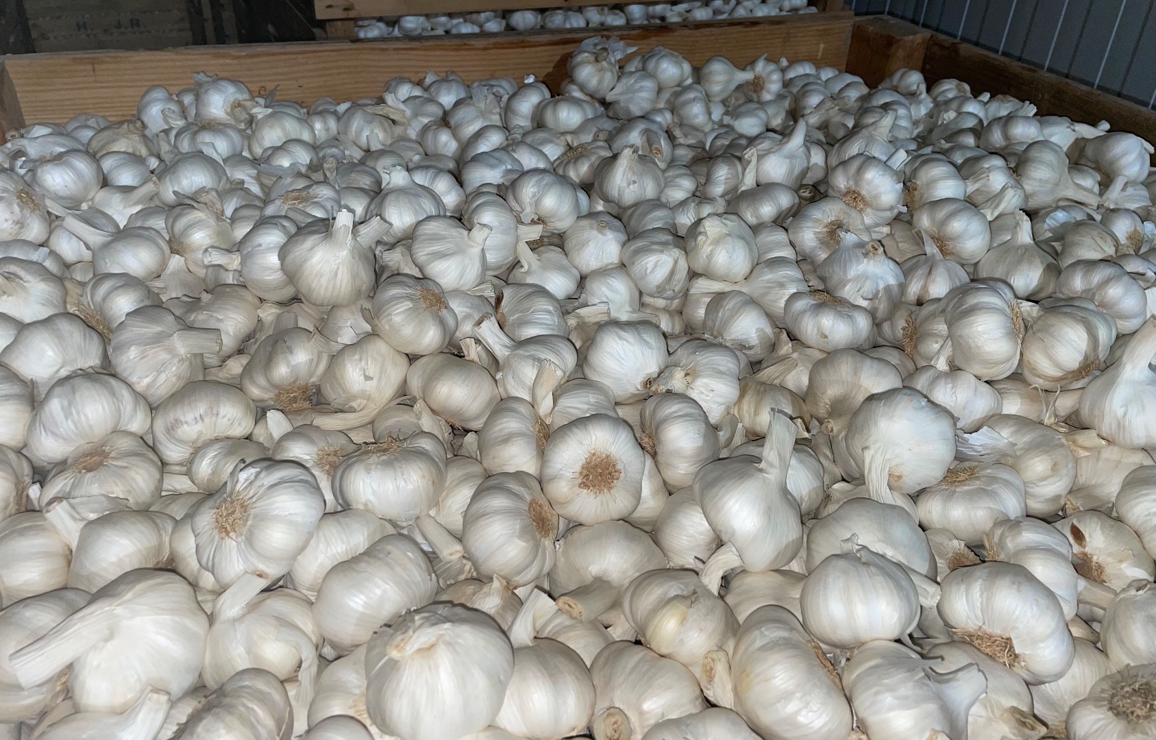 Disponemos de: -Ajo Violeta y Ajo blanco (cepillado,pelado a mano o industrial) todos los calibres y calidades