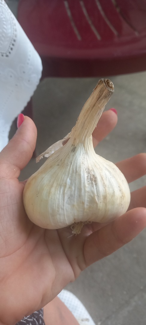 Vendo grandes cantidades de ajo