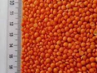 Característica: materia extraña dura y dividida: 1% máx. Daño