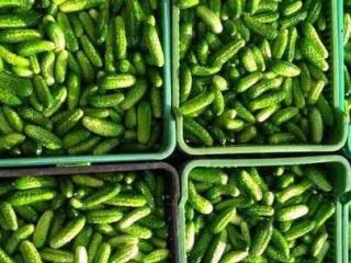 Venderé pepinos de campo cultivados en mi finca. El