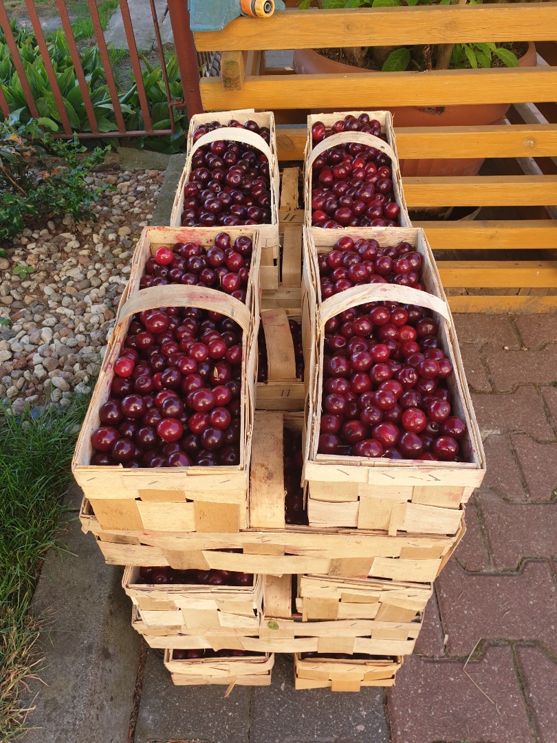 Cherry Łutówka - grande Mayorista / minorista