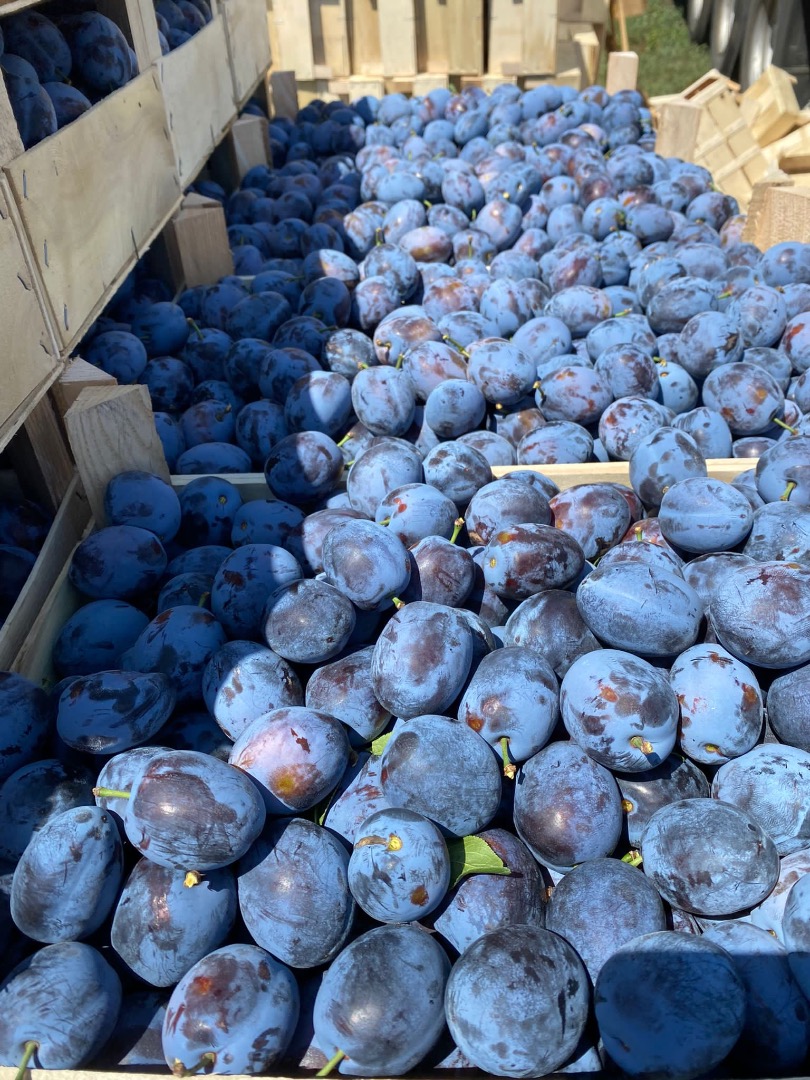ciruelas frescas