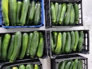 Hola, soy agricultor, tengo a la venta calabacín verde