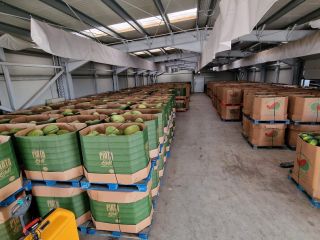 Venta de sandías. Semillas o sin semillas. Venta de
