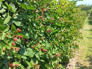 Moras ecológicas en la localidad de Prunisor, condado de