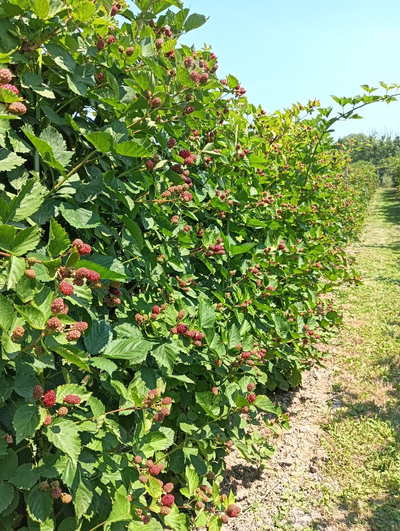 Moras ecológicas en la localidad de Prunisor, condado de Arad, en busca de comprador
