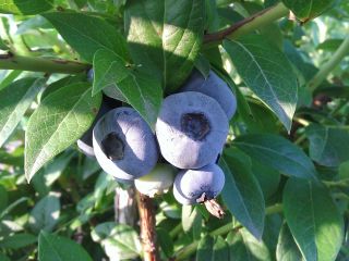Venderé arándanos de mi propia plantación. Posibilidad de envío