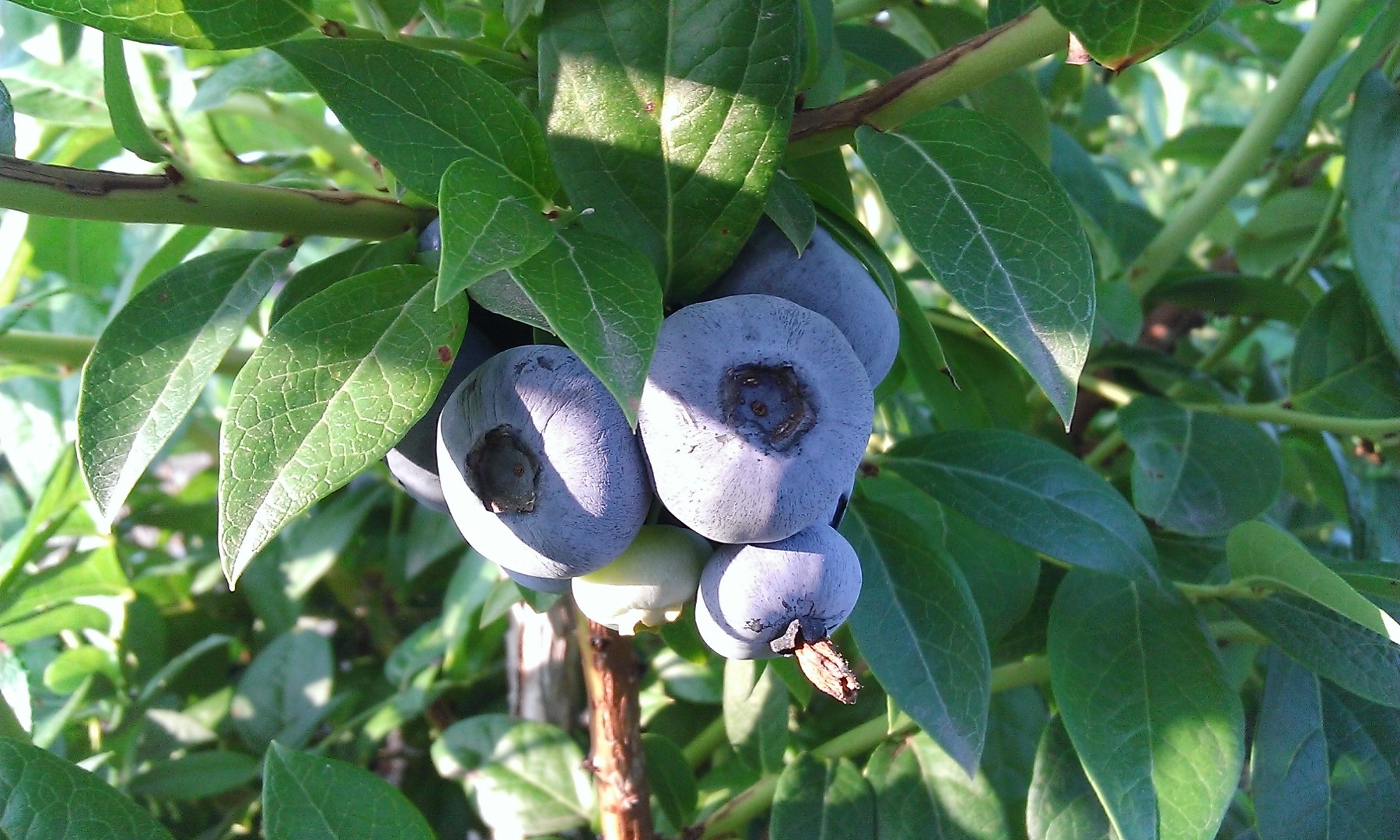 Venderé arándanos de mi propia plantación