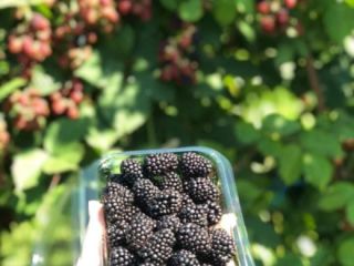 Vendo moras cultivadas de la variedad ThornFree en potes