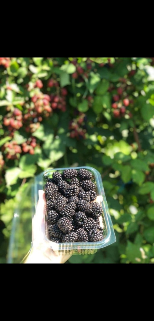 Vendo moras cultivadas de la variedad ThornFree en potes de [teléfono] gramos, producción propia, el cultivo se encuentra en la localidad de Arbore en el