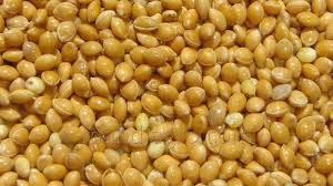 Venderé mijo amarillo chervone negro así como guisantes y varios granos para exportación