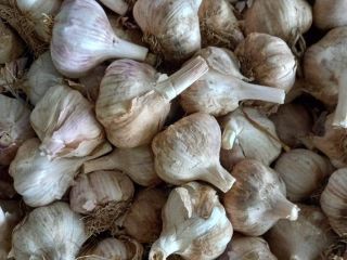 Hola, vendo ajo español, blanco, rojo, del tamaño que