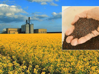 Somos una empresa agrícola ucraniana: FARM PSHENYCHNYI HO Vendemos:
