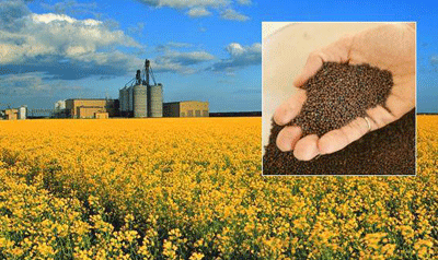 Somos una empresa agrícola ucraniana: FARM PSHENYCHNYI HO Vendemos: - trigo - cebada - maíz - colza - mostaza - rábano oliva En este momento tenemos colza de