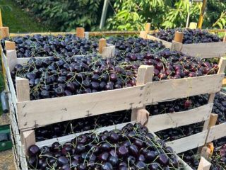 Variedad de cereza: Kordia. Regina origen Moldavia calibre 28-30-32