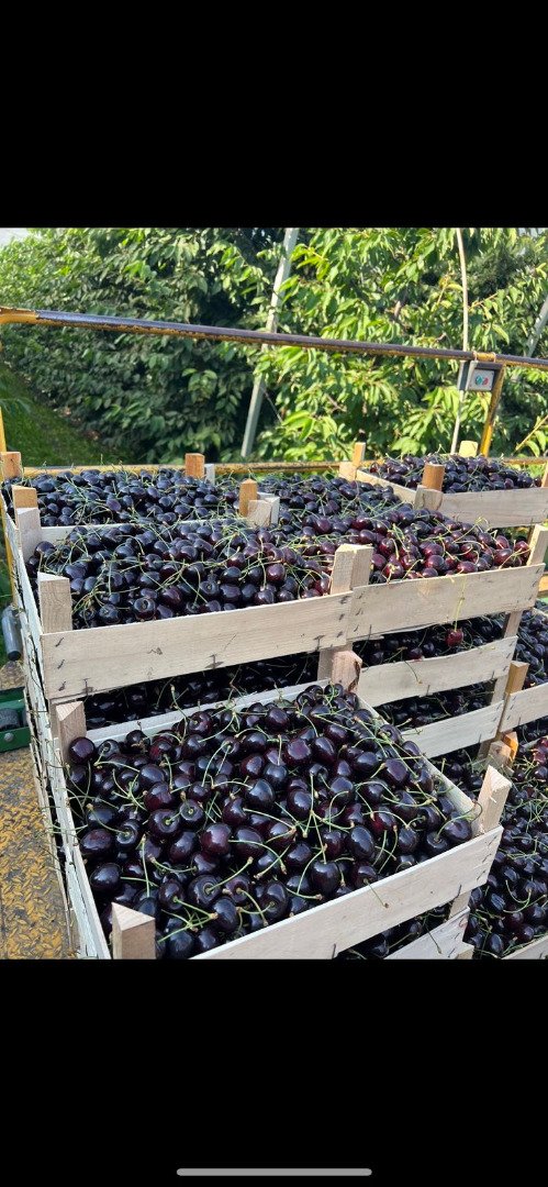 Variedad de cereza: Kordia
