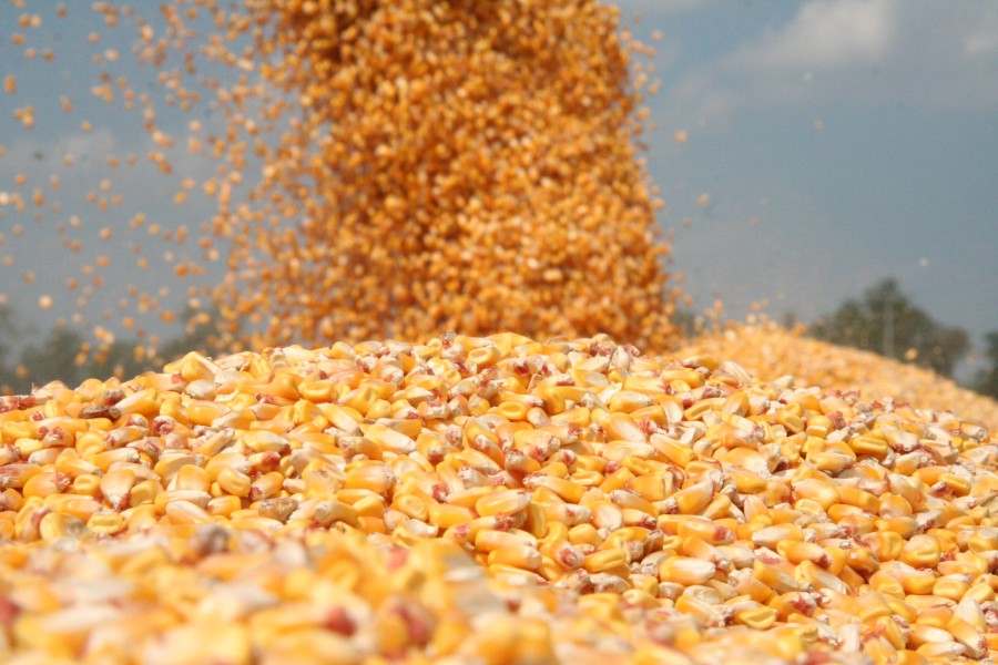 Vendo 30 toneladas de maíz seco de calidad, el precio es de 1 leu/0,20 euros/kg, para más detalles llamar al teléfono