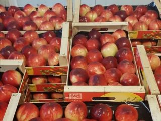 Buen día. Venderé nectarinas de varias variedades. hay tomos.