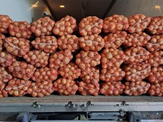 Vendo 300 toneladas de cebolla calibre 5+
