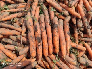 Venderé zanahorias tiernas, cepilladas o sucias, en cantidades pequeñas