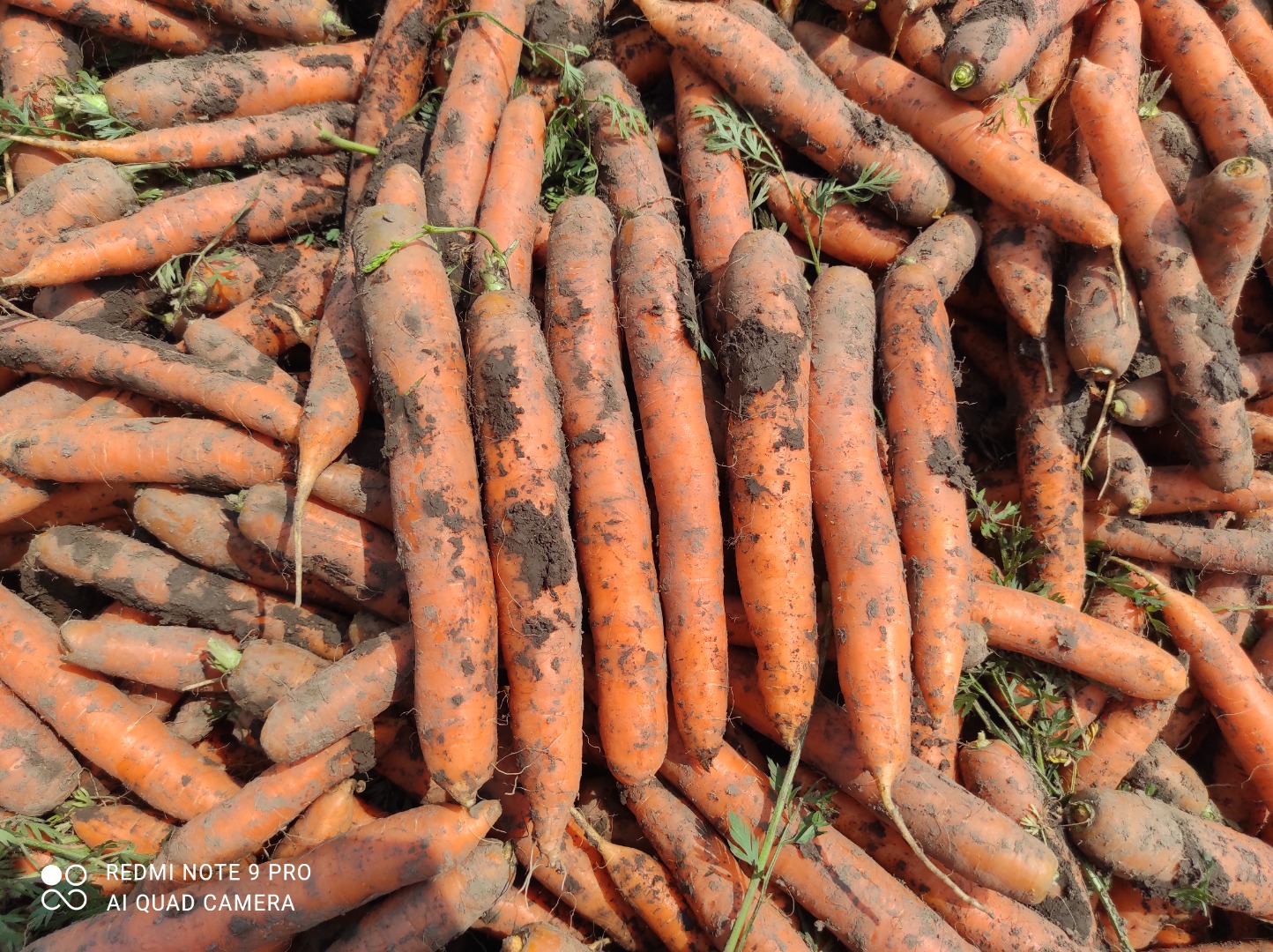 Venderé zanahorias tiernas, cepilladas o sucias, en cantidades pequeñas y más pequeñas