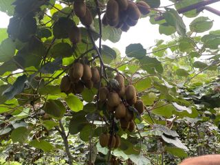 Producimos Kiwi en Irán, alrededor de 500 toneladas, garantizamos