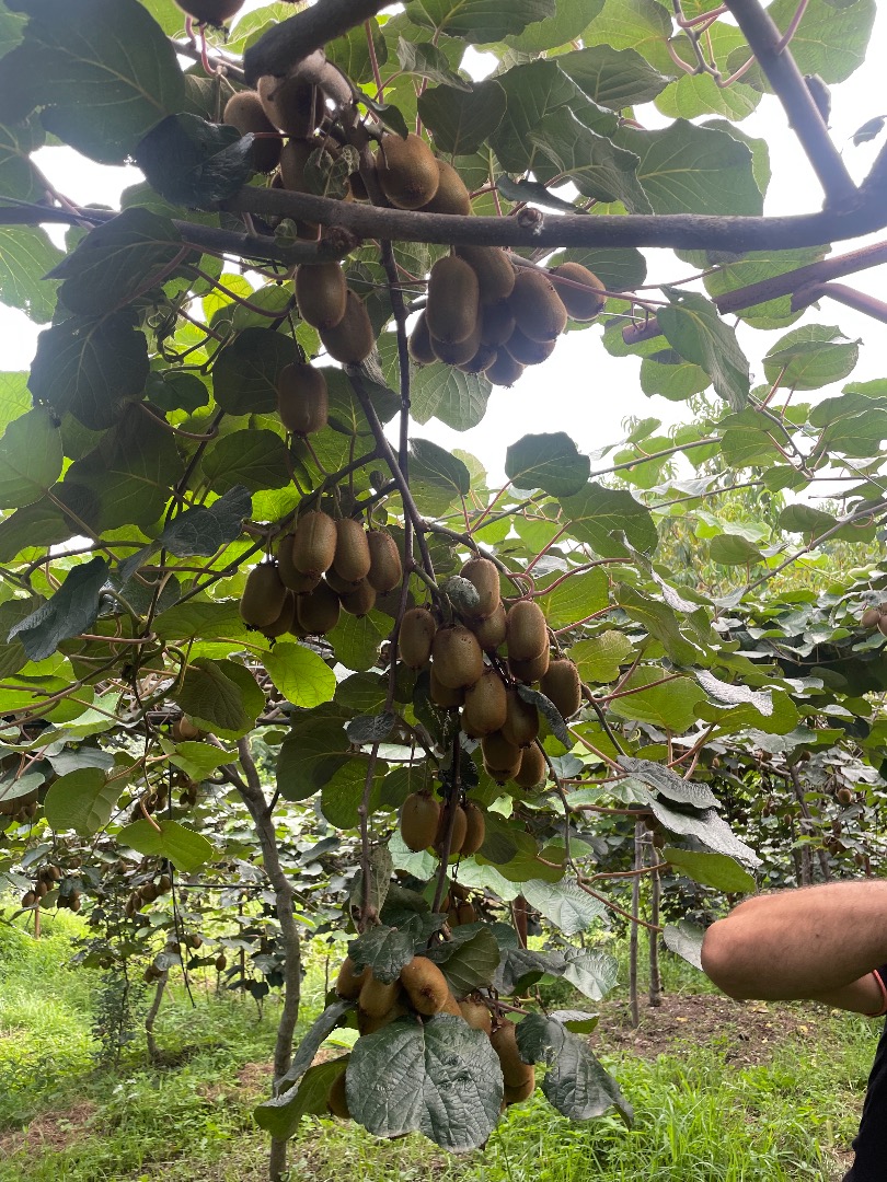 Producimos Kiwi en Irán, alrededor de 500 toneladas, garantizamos Kiwi sin hormonas ni sustancias tóxicas en general