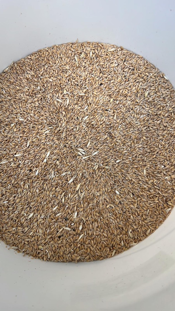 Vendo trigo escanda 6 toneladas, desgranado, producción propia sin fertilizantes ni agentes químicos
