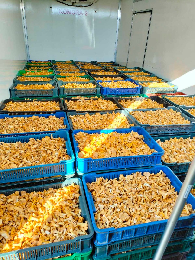 Una empresa de Ucrania se dedica a la venta de productos forestales a los países de la UE
