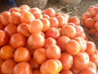 Somos productores de tomates bien establecidos. Nuestros productos son