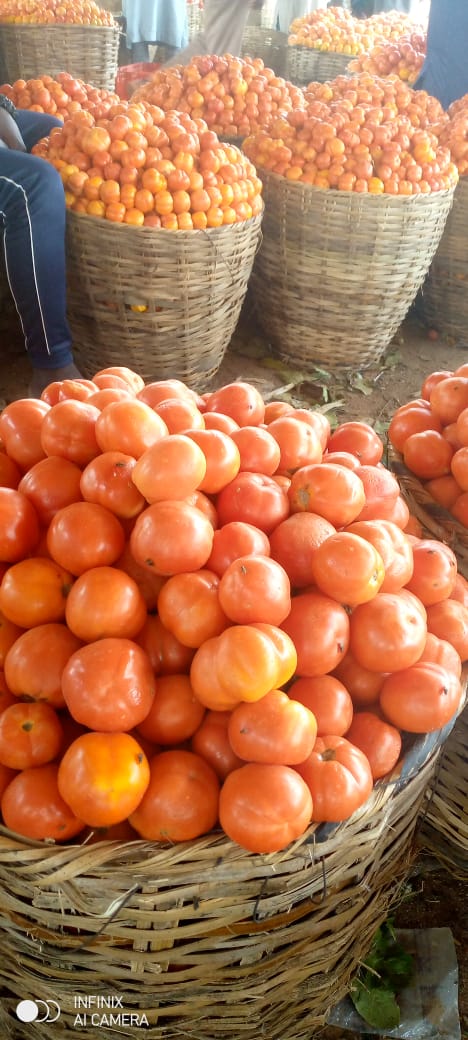 Somos productores de tomates bien establecidos